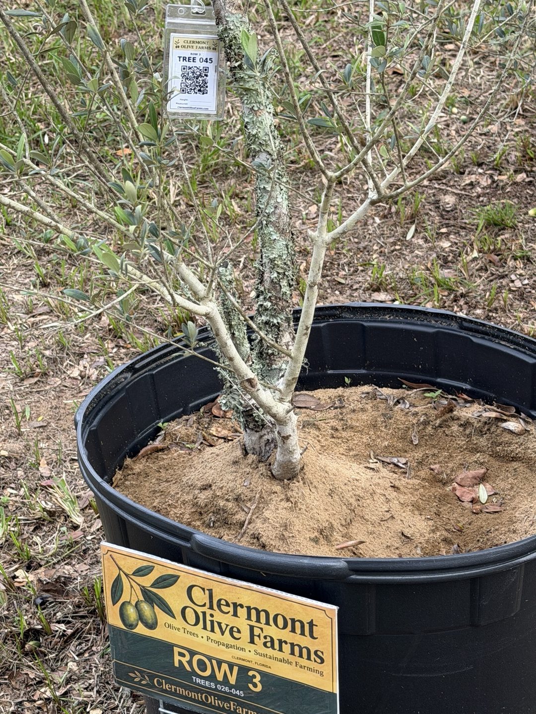 Close-up of a white tag reading Row 3, Tree 045 on a lichen-covered olive trunk, beside the Clermont Olive Farms sign reading Row 3, Trees 026–045, ClermontOliveFarms.com