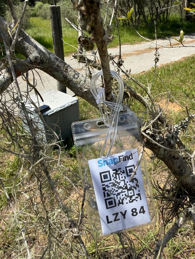 Olive tree 084 in Row 5 with its Clermont Olive Farms identification tag