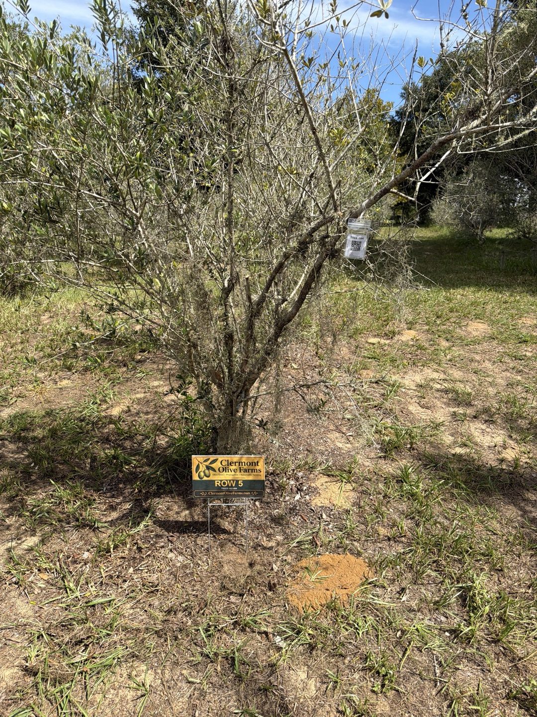 Olive tree 084 in the grove with its white identification tag hanging from a branch and a green-and-gold Clermont Olive Farms Row 5 sign staked in the ground at its base