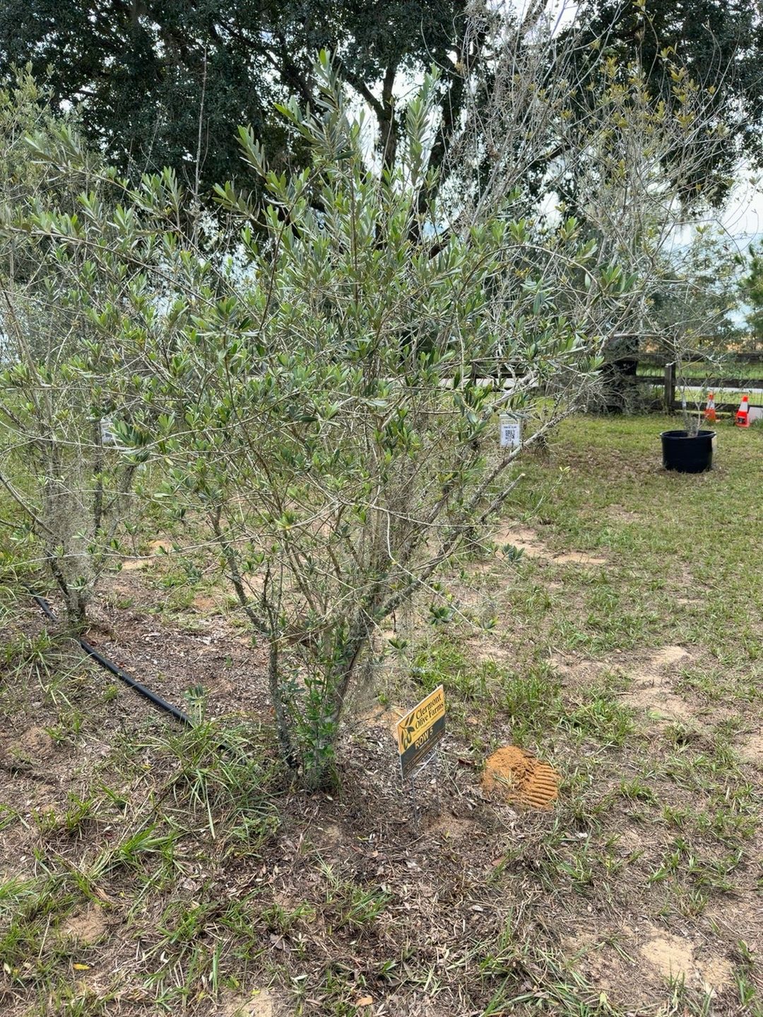 Full-height view of olive tree 084 with slender branches and silvery-green leaves, a green-and-gold Clermont Olive Farms Row 5 sign staked at its base, a black drip irrigation line on the ground, and a hanging identification tag visible among the branches behind it