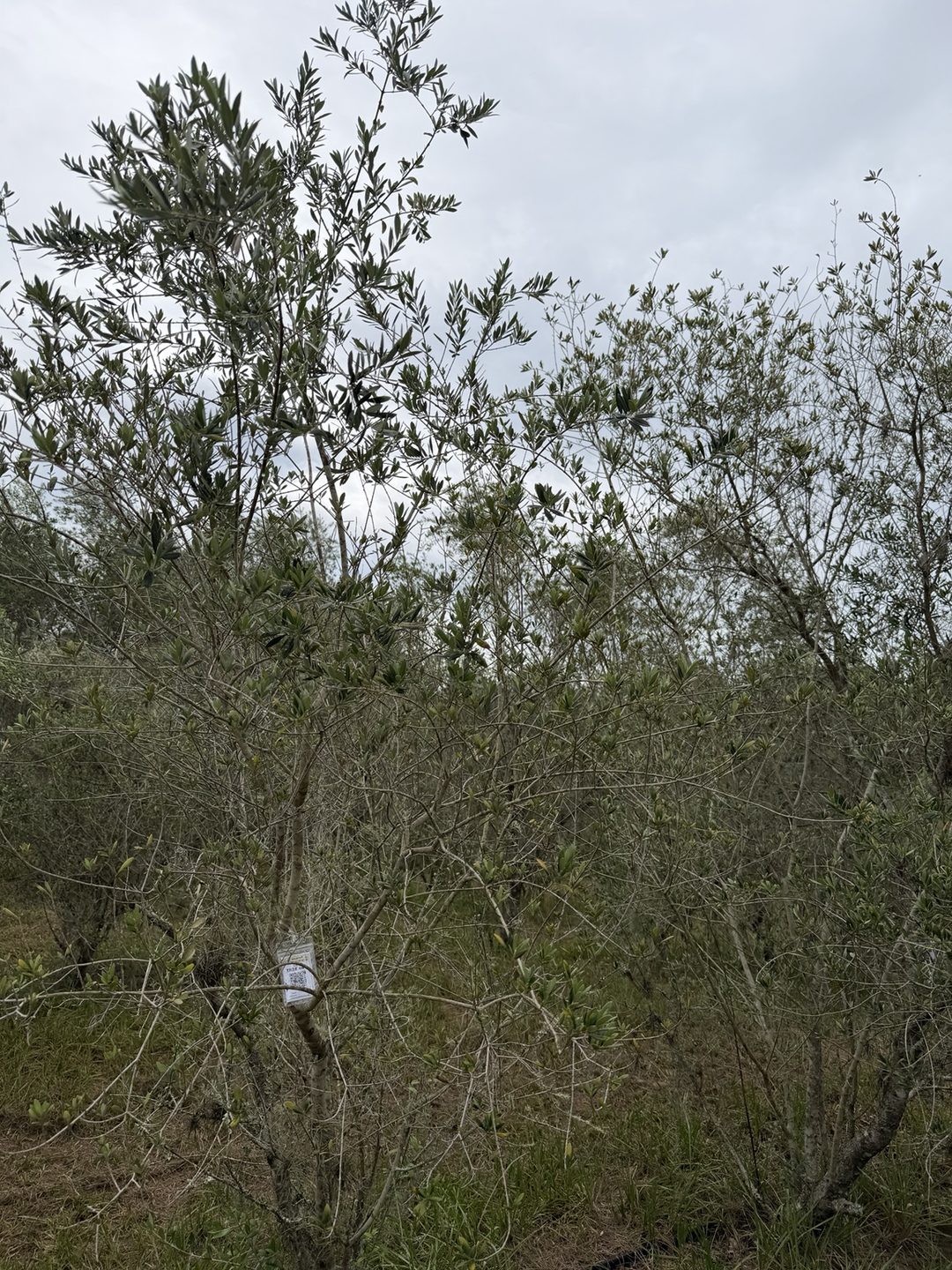 Wide shot of olive tree 085 in Row 6 with its tag visible low among the branches