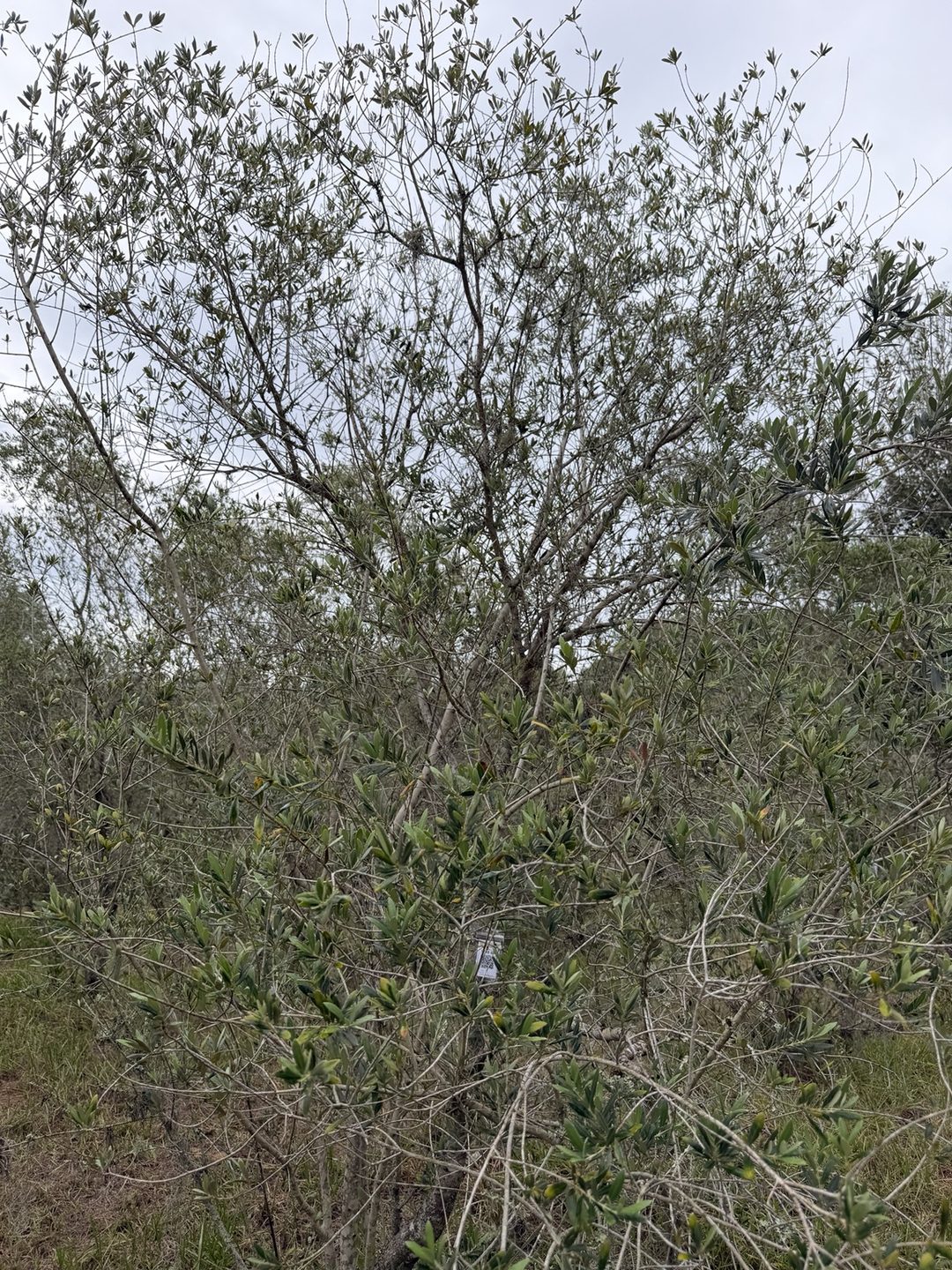 Wide shot of olive tree 086 in Row 6 with its tag visible in the lower branches