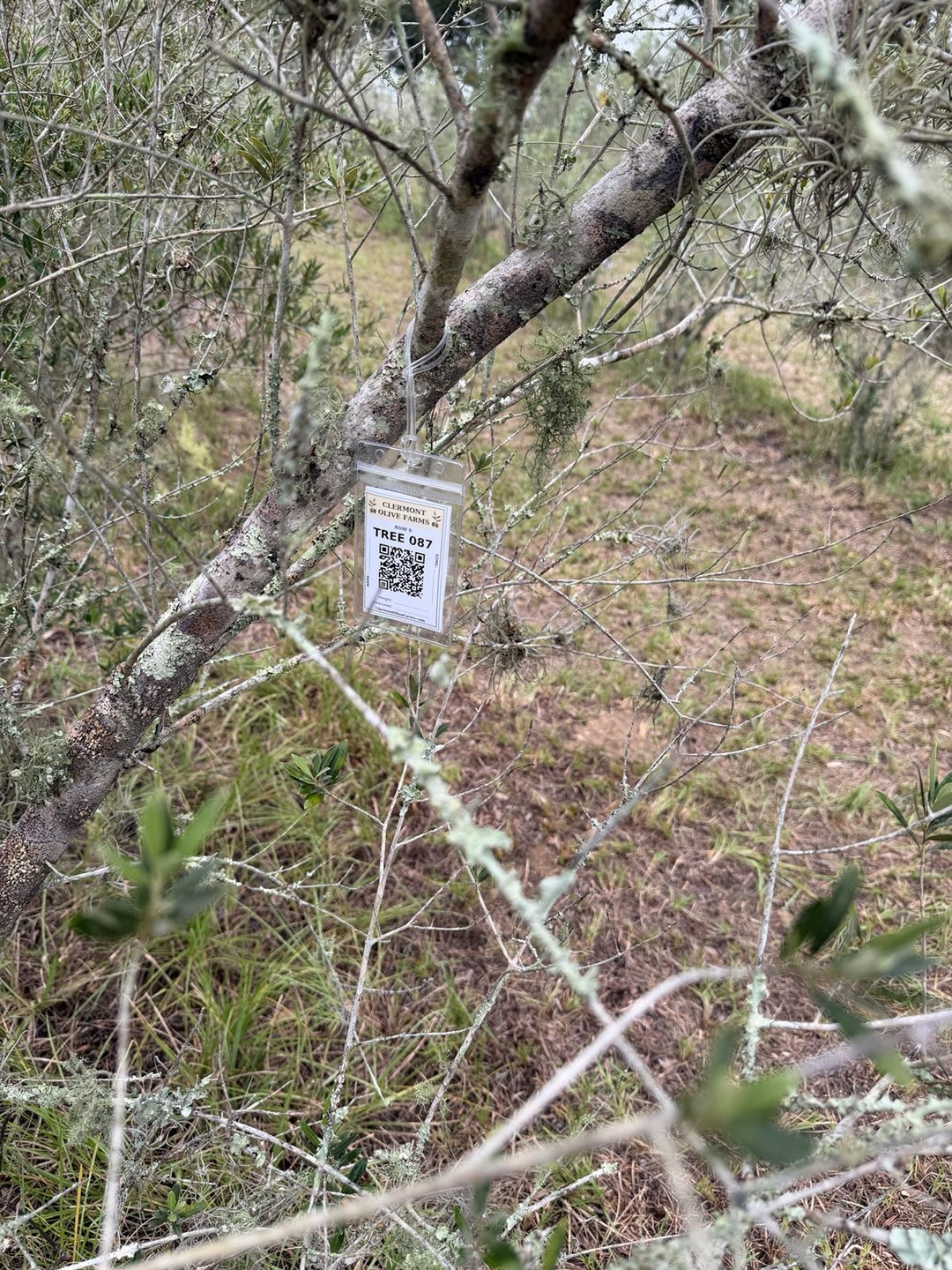 Close-up of the Clermont Olive Farms TREE 087 tag hanging from a branch of olive tree 087 in Row 6
