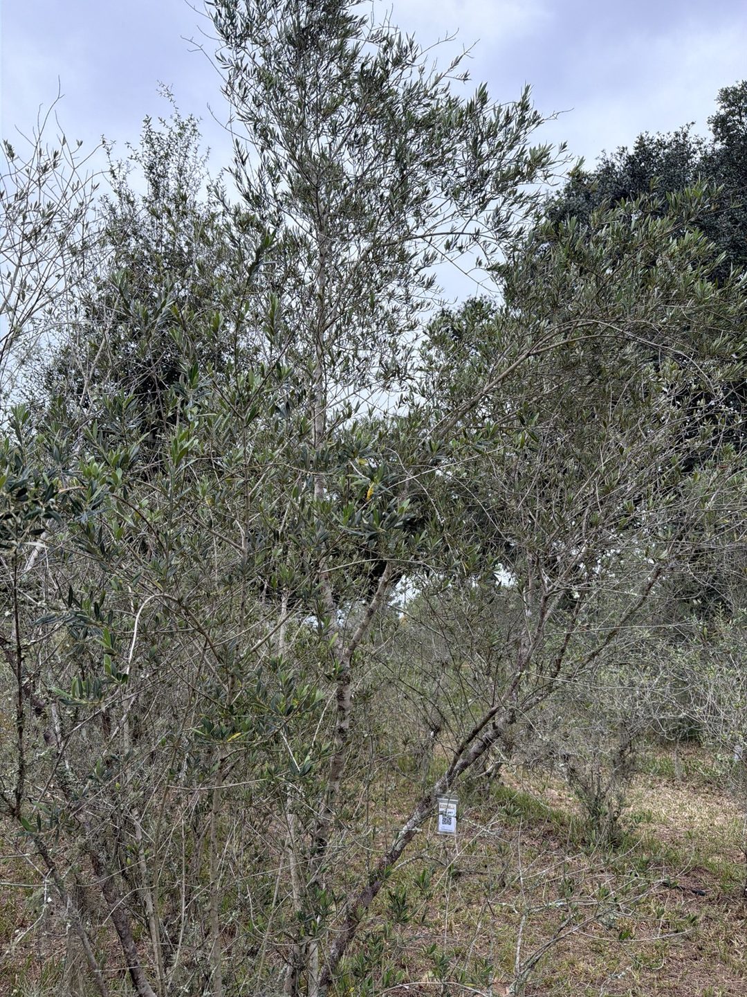 Wide shot of olive tree 087 in Row 6 with its tag visible near the base of the branches